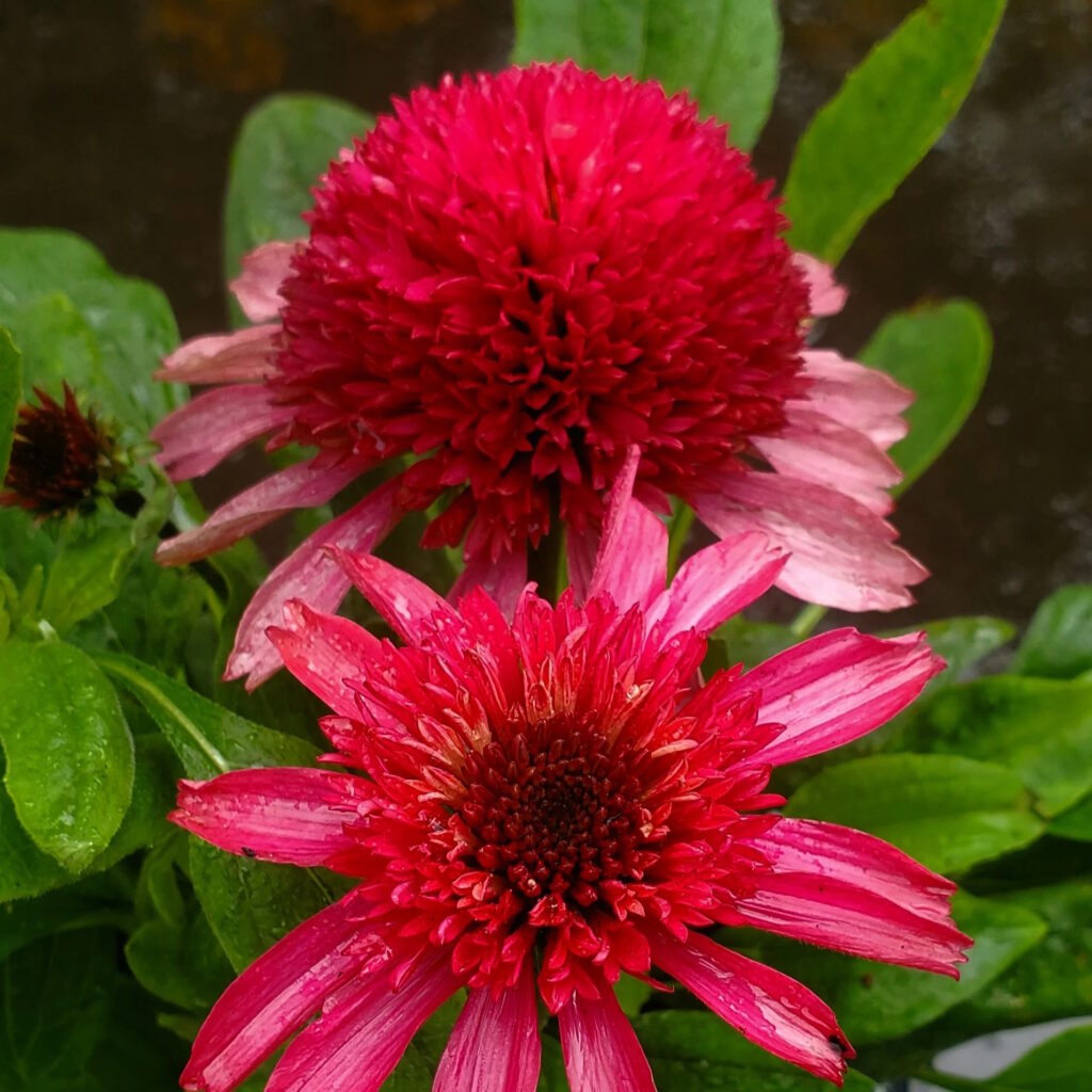 DOUBLE CODED™ 'Raspberry Beret' Echinacea - Bin3aiah Plants